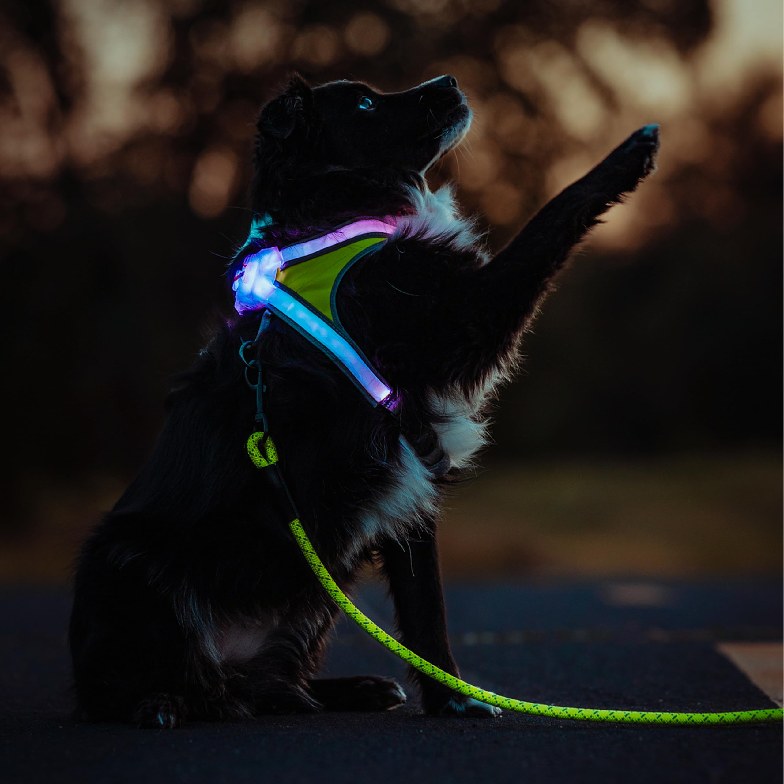 Noxgear LightHound large dog harness with multicolor modes for outdoor visibility.