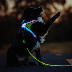 Noxgear LightHound large dog harness with multicolor modes for outdoor visibility.