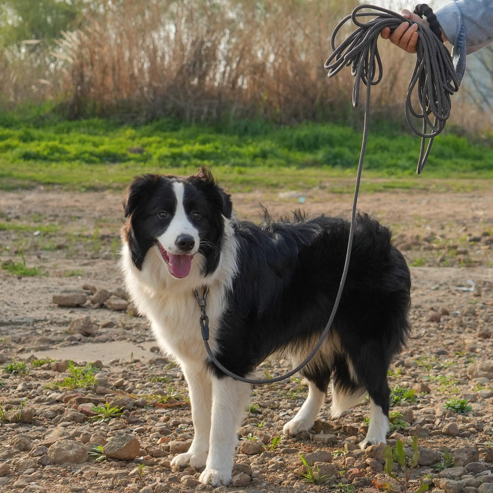 NTR anti-tangle design minimizes tangles during walks.