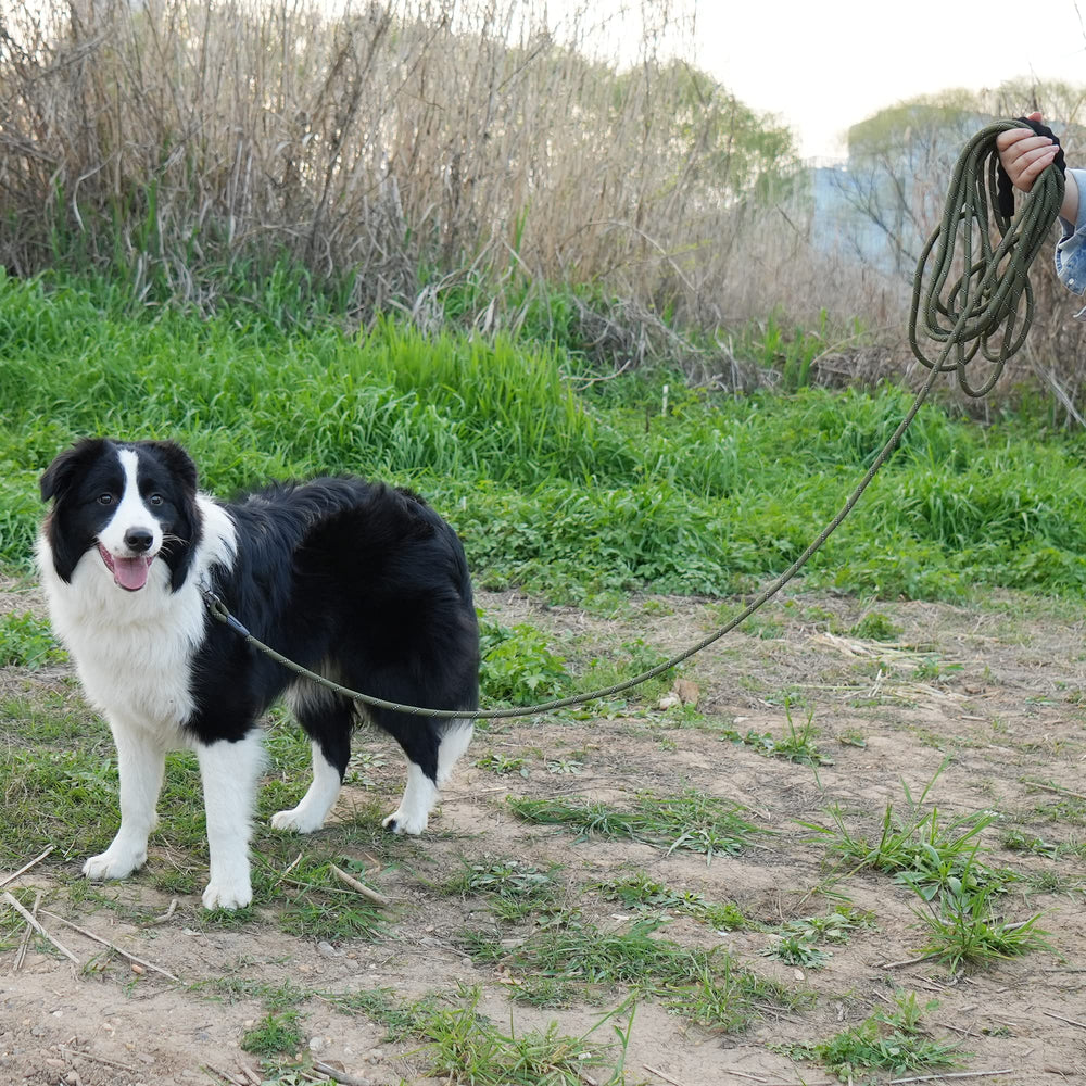 NTR heavy duty leash in-use during outdoor adventures like hiking and camping.