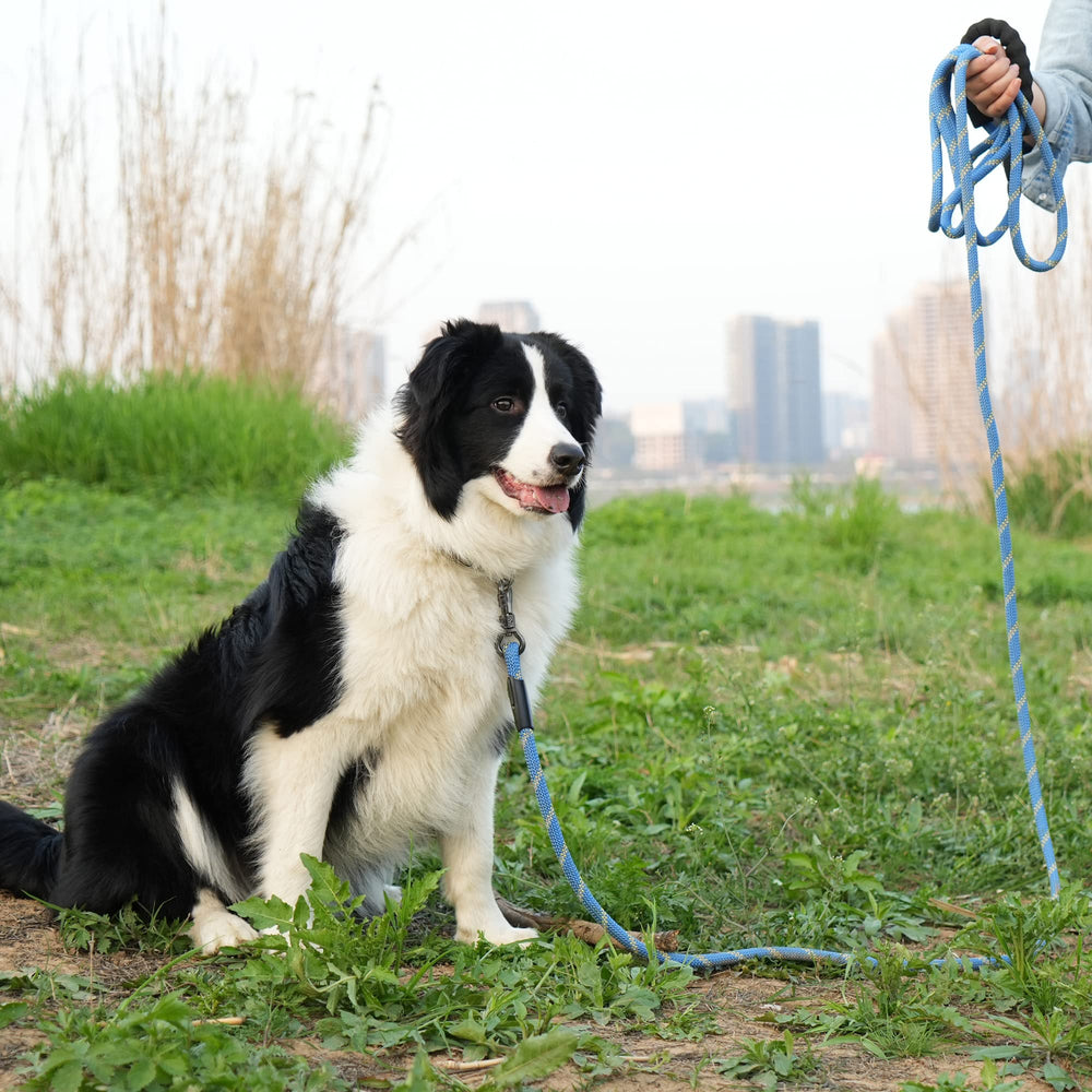 NTR heavy-duty rope leash for medium and large dogs during hiking and hunting.