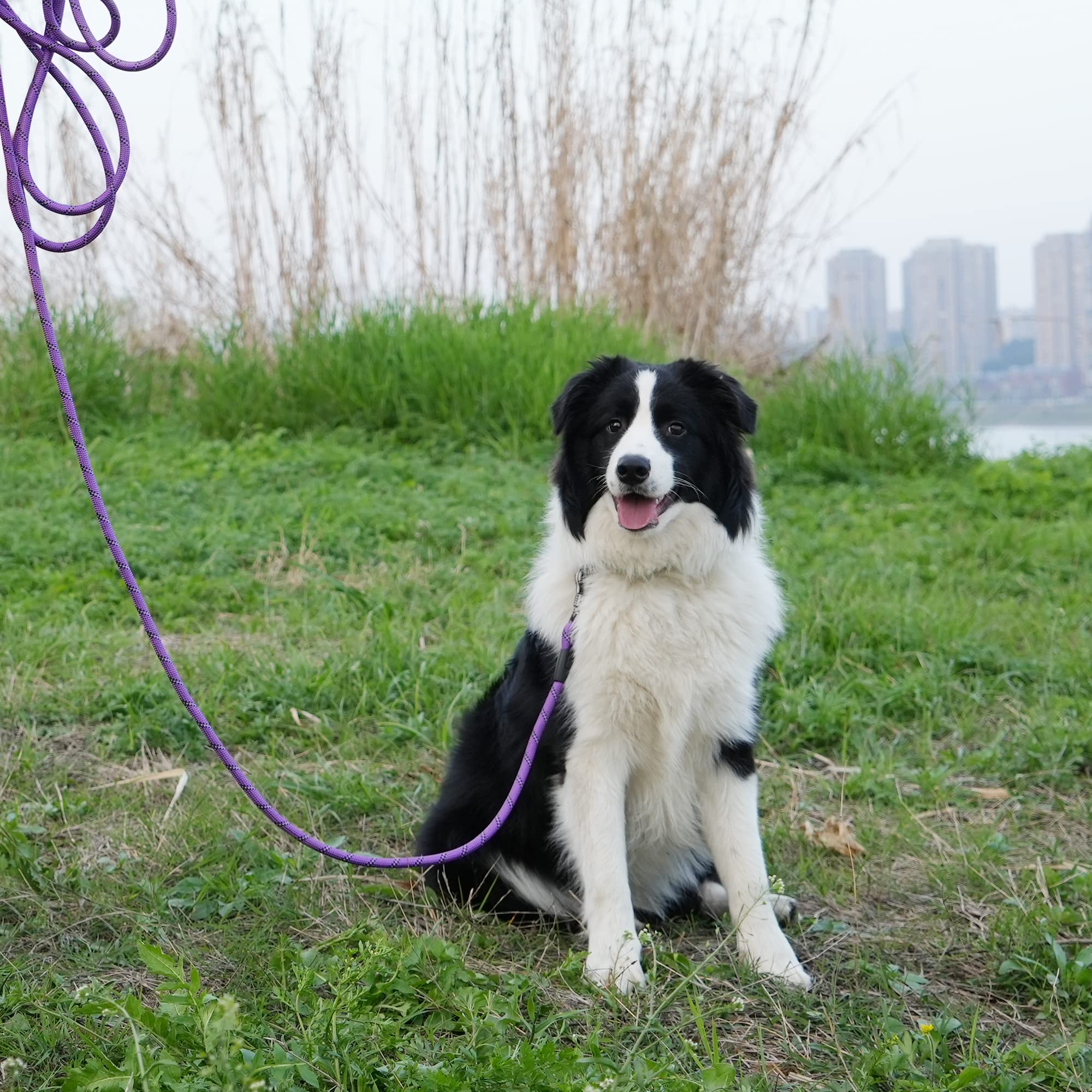 NTR Strong Dog Leash nighttime visibility with reflective rope.