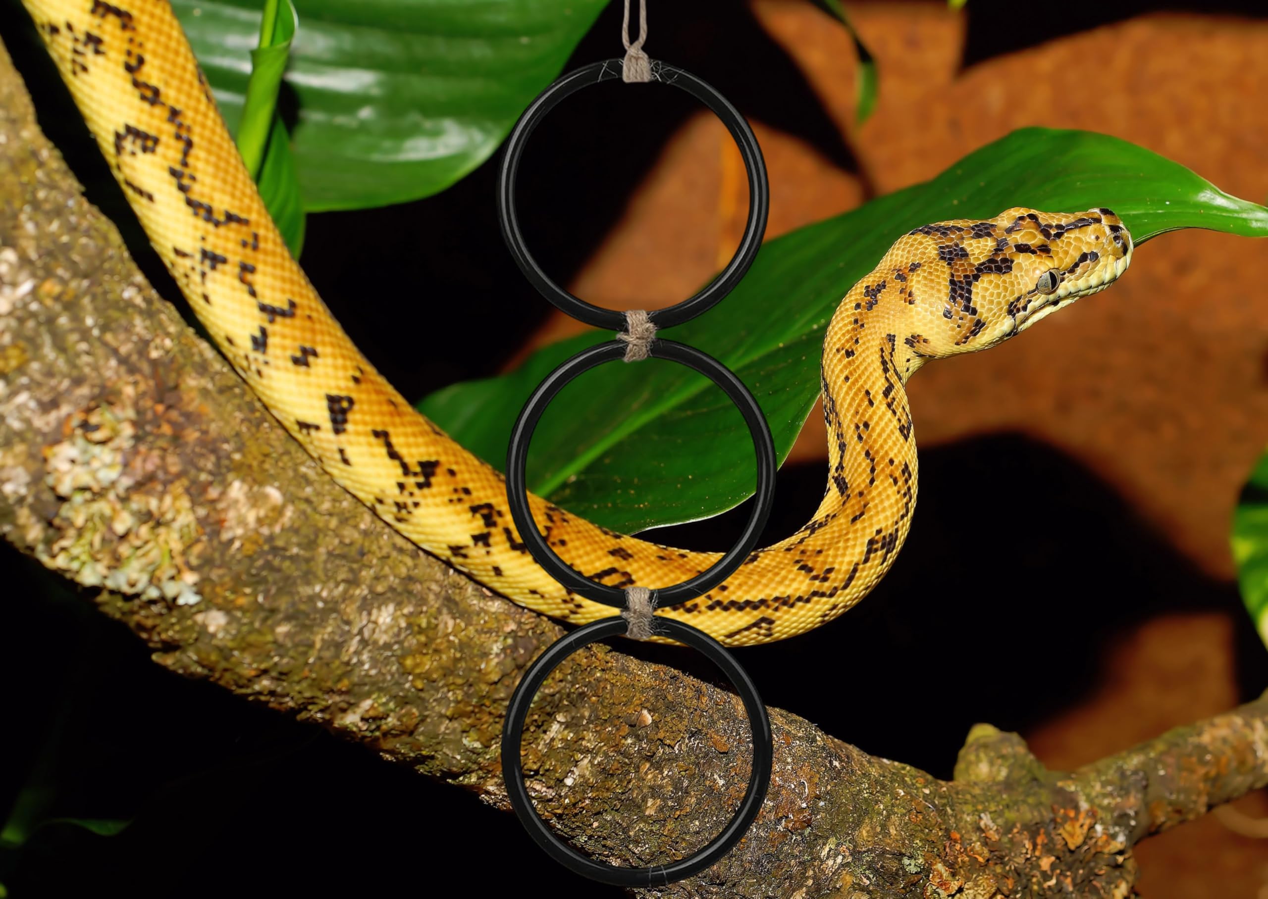 Nuburbur rings inside enclosure compact and portable for vet visits