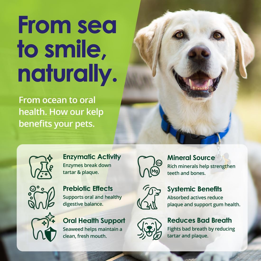 NuLife dog breath freshening powder focuses on fresher breath and cleaner teeth