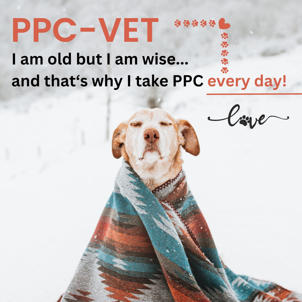 Nutrasal PPC-Vet-liposomal-liquid closeup shows smooth administration for easier feeding