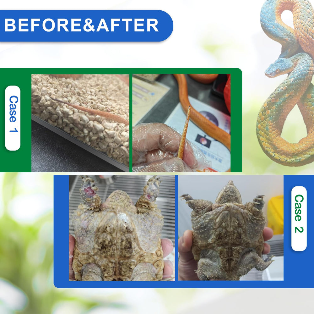 Nutriarise gecko skin care routine shows daily care for exotic pets.