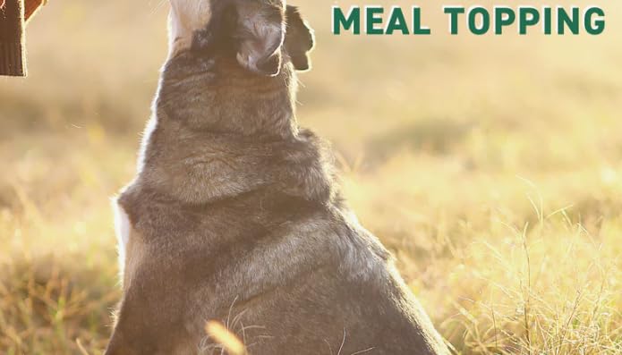 NutriBites freeze-dried beef liver treat plated-ready moments of tasty, protein-rich reward