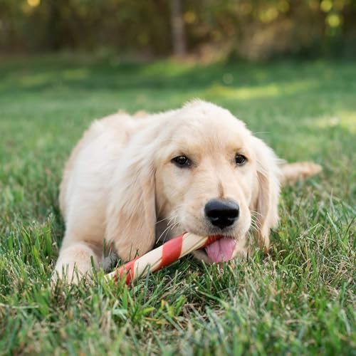 NutriChomps daily treat reward shows dogs enjoying a tasty chew.