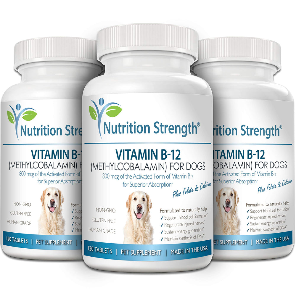Nutrition Strength dog scene illustrating canine health and vitality