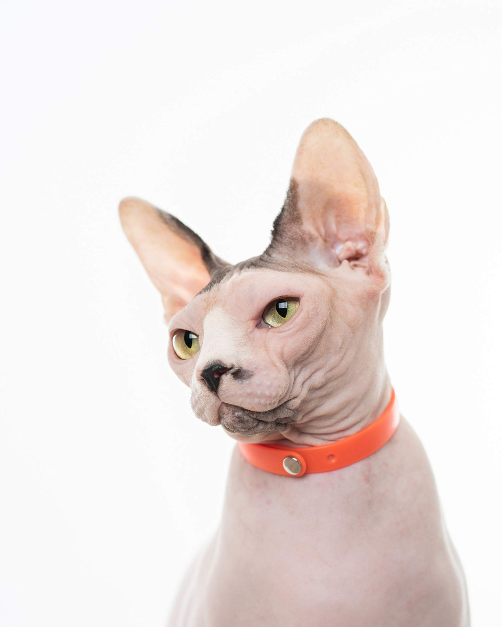 Nuvuq adjustable length fits growing kittens and adult cats.