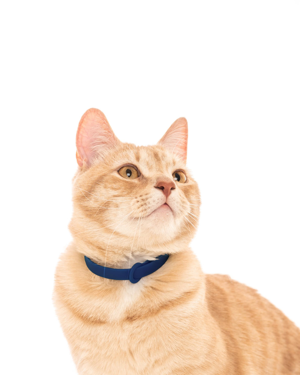 Nuvuq Break Away Collar dark blue outdoor-ready cat wearing collar