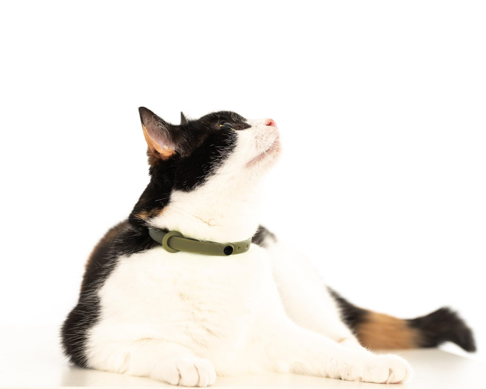 Nuvuq breakaway cat collar green highlights Canadian-designed quality and safety testing.