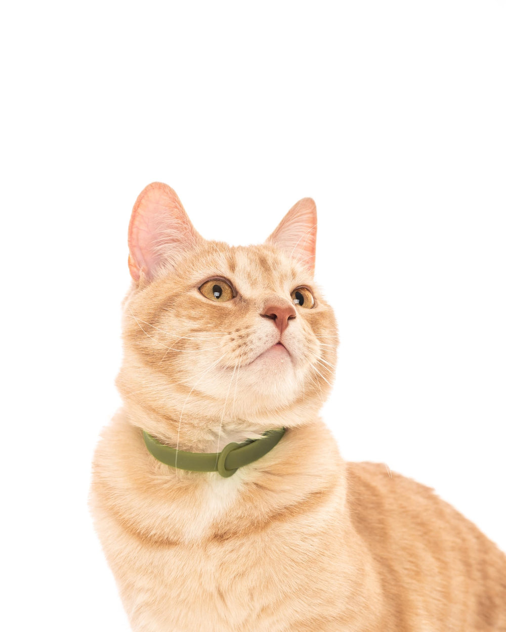 Nuvuq breakaway cat collar green emphasizes durability against scratching and wear.