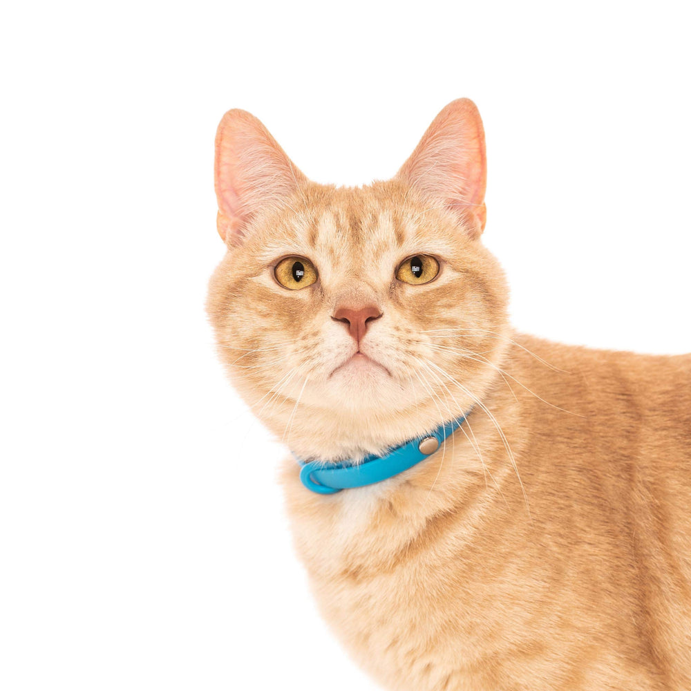 Nuvuq Breakaway Collar blue durable material closeup emphasizes scratch resistance.