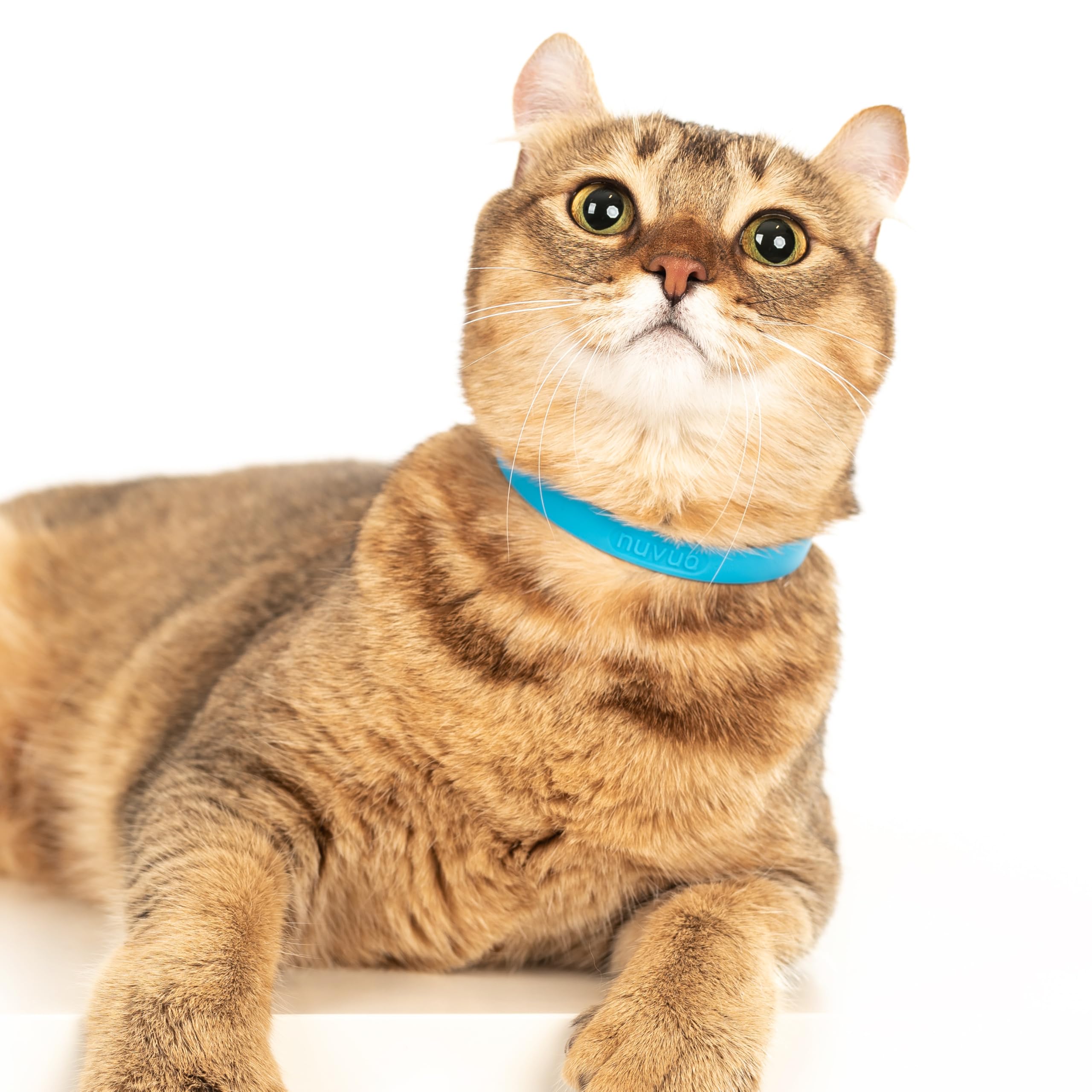 Nuvuq Breakaway Collar blue in-use scene shows secure daily wear outdoors.
