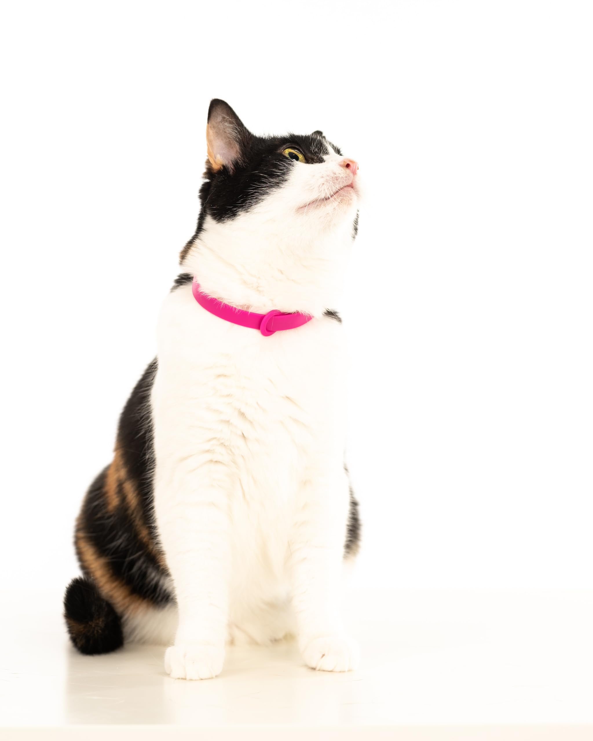 Nuvuq Breakaway Collar pink outdoor-wear ready for active cats.