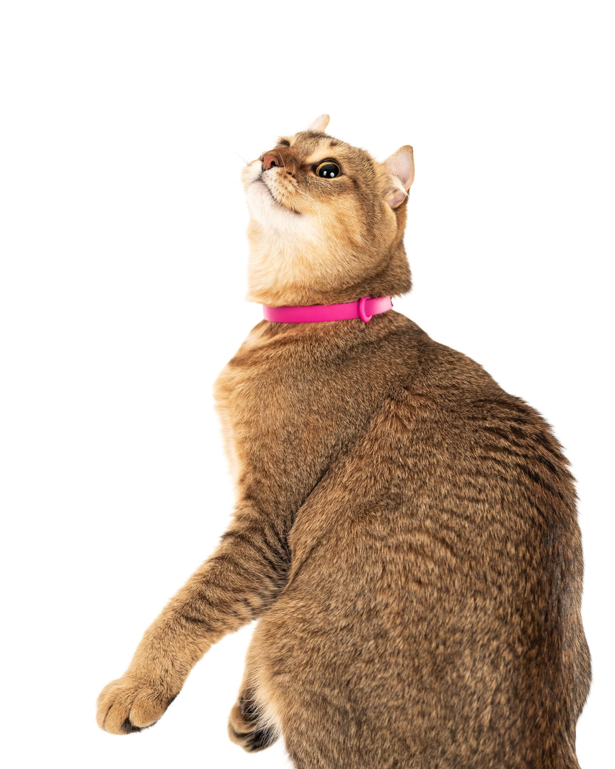 Nuvuq cat collar adjustable-size demonstrates growing-cat secure fit.