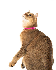 Nuvuq cat collar adjustable-size demonstrates growing-cat secure fit.