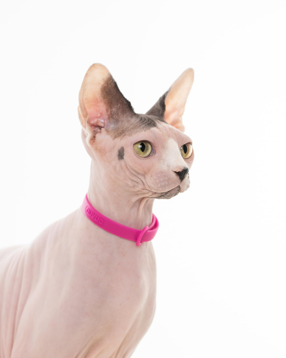 Nuvuq cat collar name-tag-ring enables easy identification during outings.
