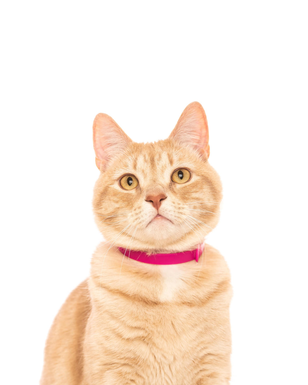 Nuvuq cat collar scratch-resistant durability for tough outdoor conditions.