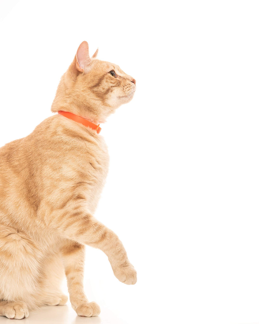 Nuvuq scratch-resistant non-fraying collar for active outdoor cats.