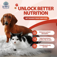 NWC Naturals Total-Zymes powder measured for precise meal supplementation promoting digestion.
