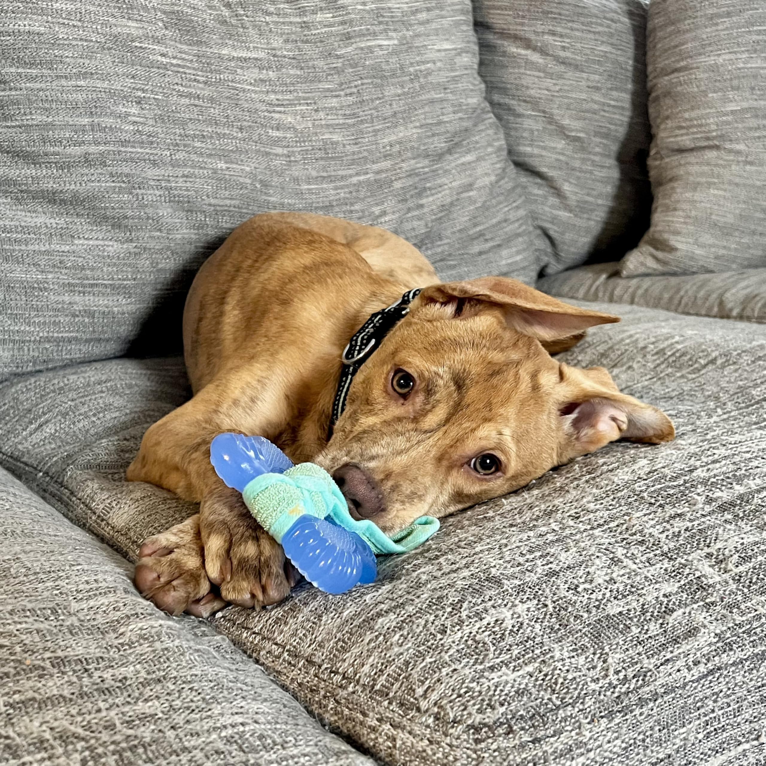 Nylabone 2-in-1 teething bone cloth dual texture for comfort and massage