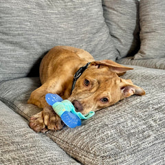 Nylabone 2-in-1 teething bone cloth dual texture for comfort and massage