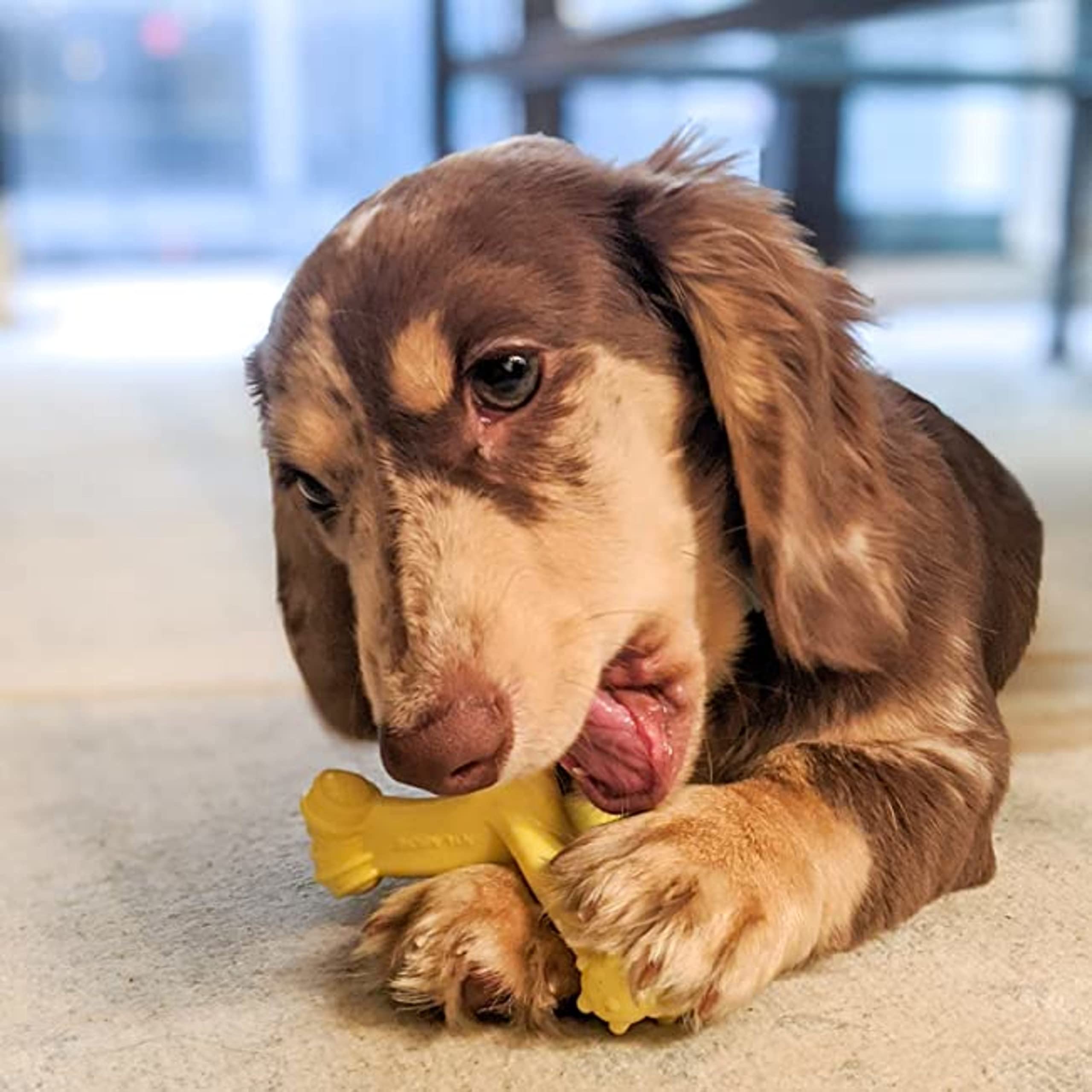 Nylabone Axis Bone Power chew toy close-up nylon durability for tough chewers