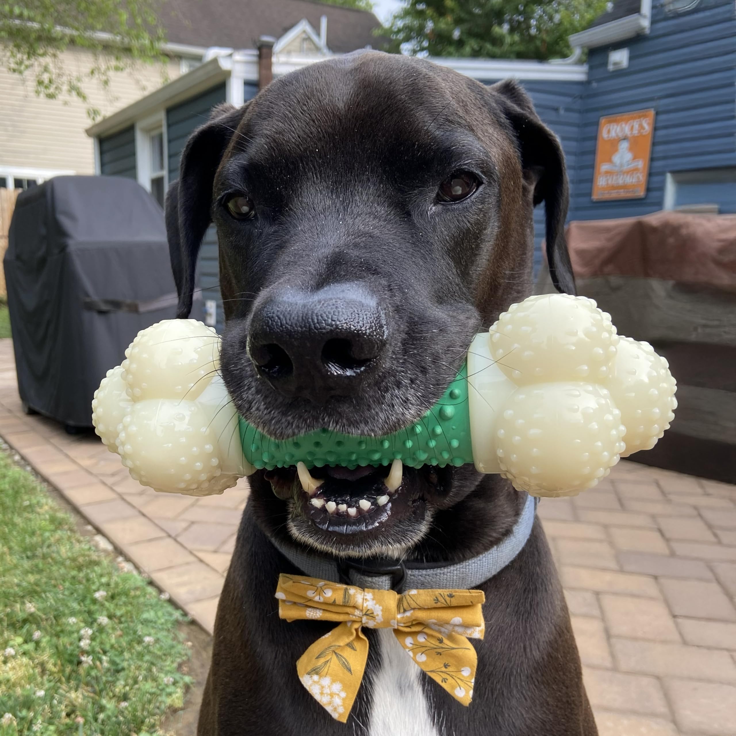 Nylabone Bacon flavor chew in action for engaging play