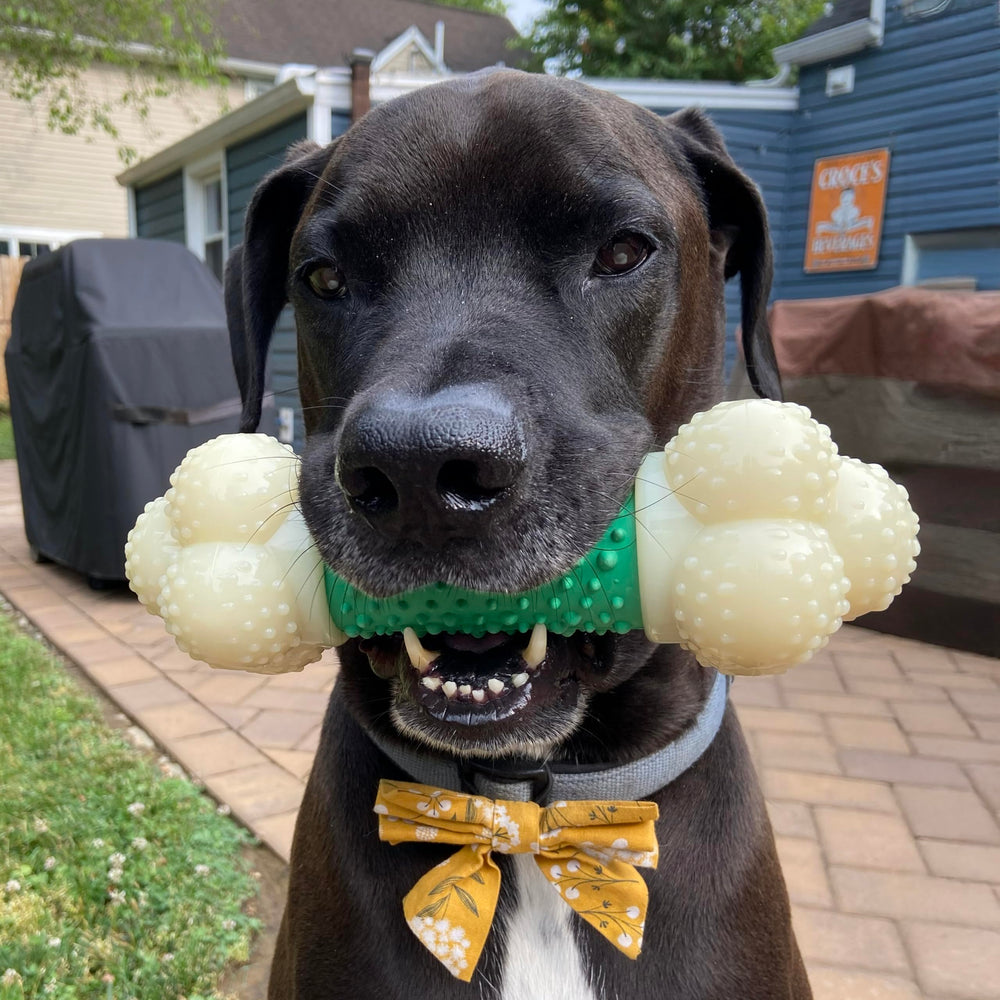 Nylabone Bacon flavor chew in action for engaging play