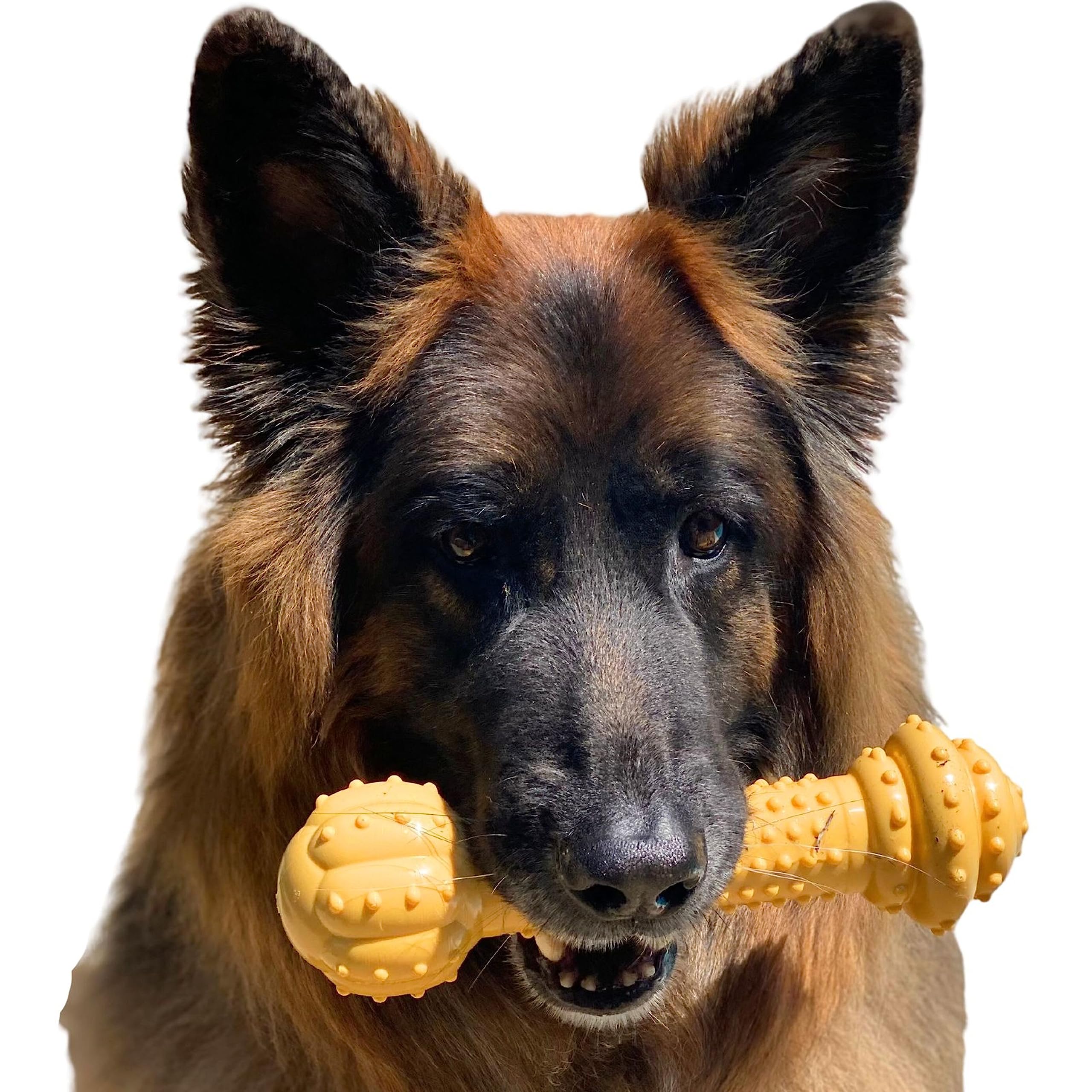 Nylabone Barbell Bone Power Chew Toy close-up shows rugged nylon strength for aggressive chewers