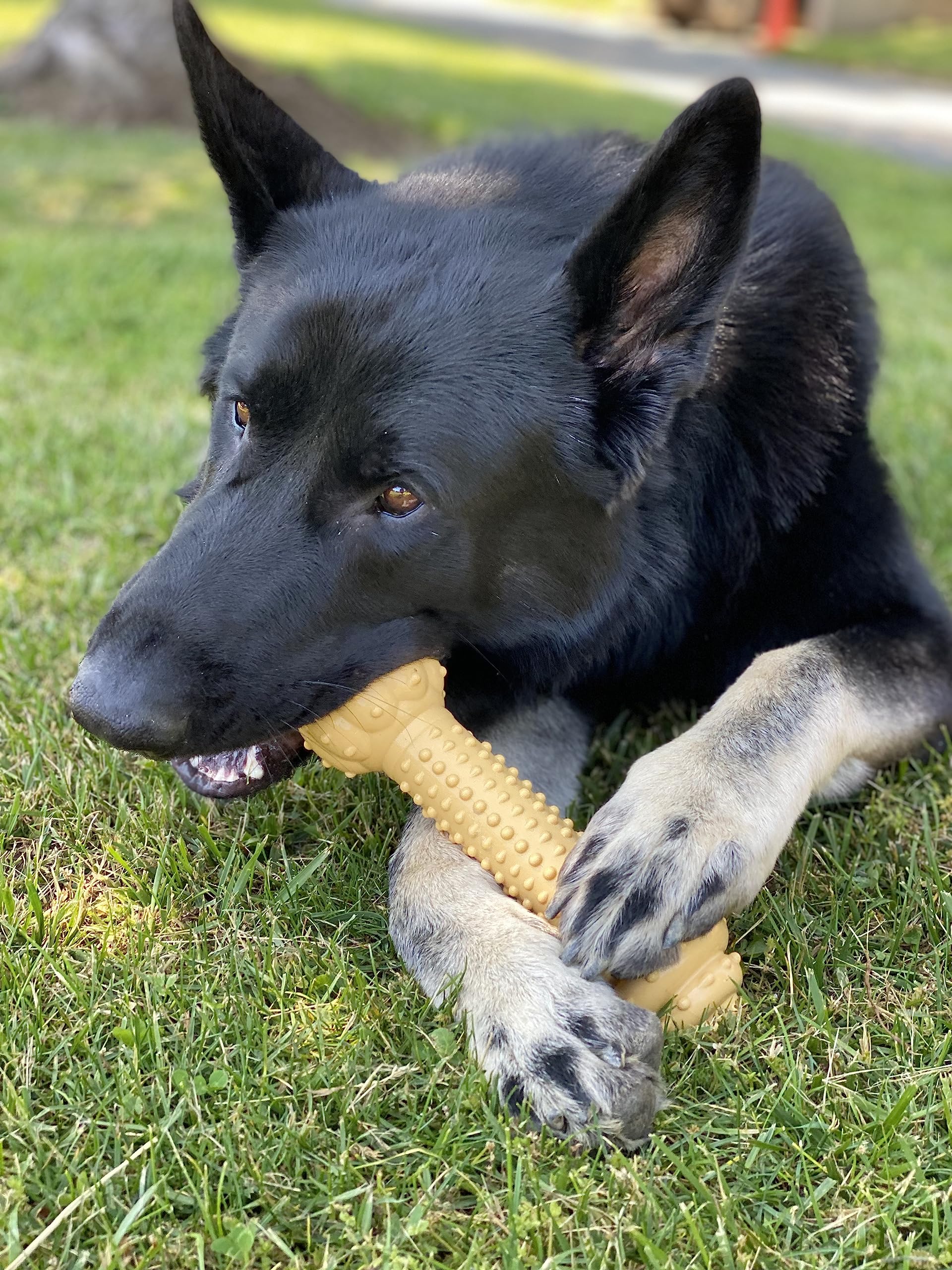 Nylabone Barbell dental-nubs close-up suggests texture for dental-cleaning support