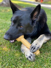 Nylabone Barbell dental-nubs close-up suggests texture for dental-cleaning support