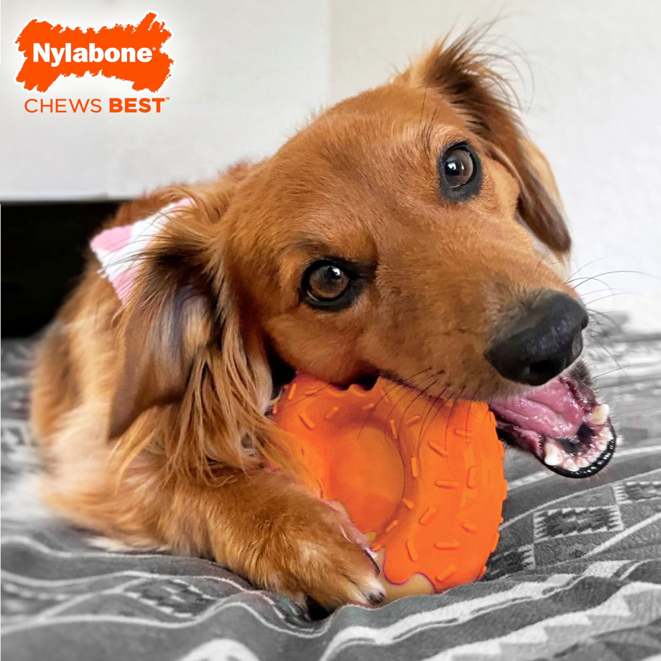Nylabone Birthday Donut Power Chew Toy pumpkin peanut flavor for tasty long-lasting chewing.
