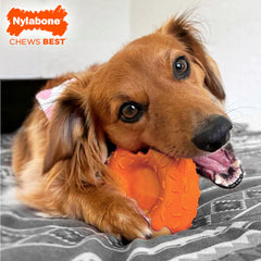 Nylabone Birthday Donut Power Chew Toy pumpkin peanut flavor for tasty long-lasting chewing.