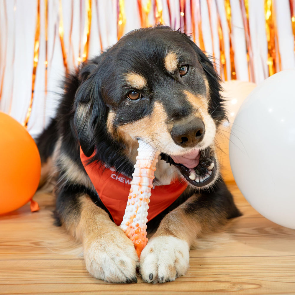 Nylabone bold bully-stick flavor chew keeps dogs engaged.