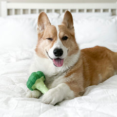 Nylabone broccoli-inspired texture with grooves and nubs for dental clean during chew