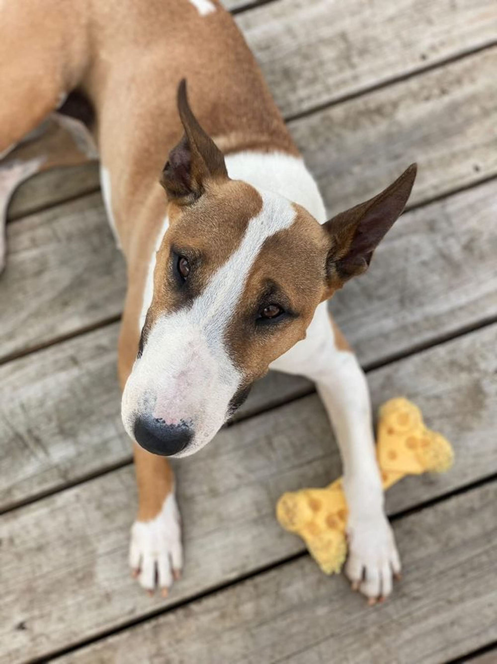 Nylabone Cheese Bone Power Chew Toy dogs chew with happiness during daily play