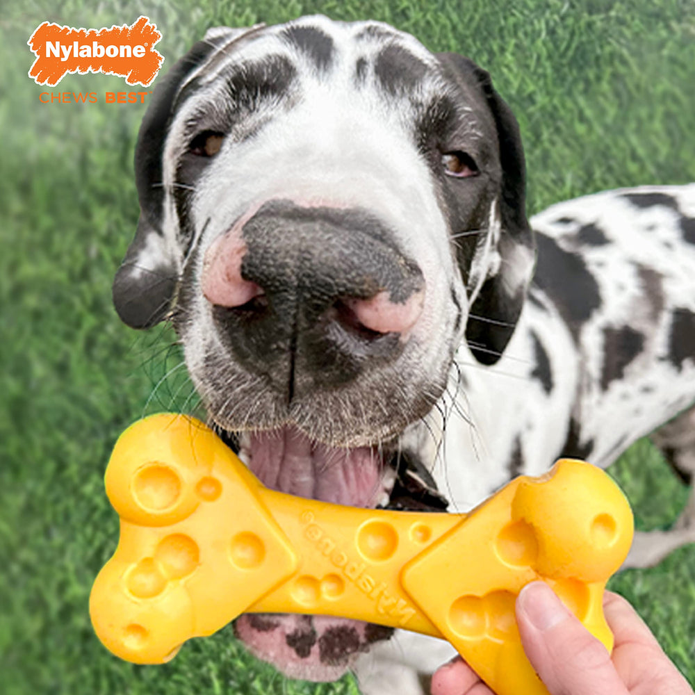 Nylabone dental-texture toy supports teeth during chewing.