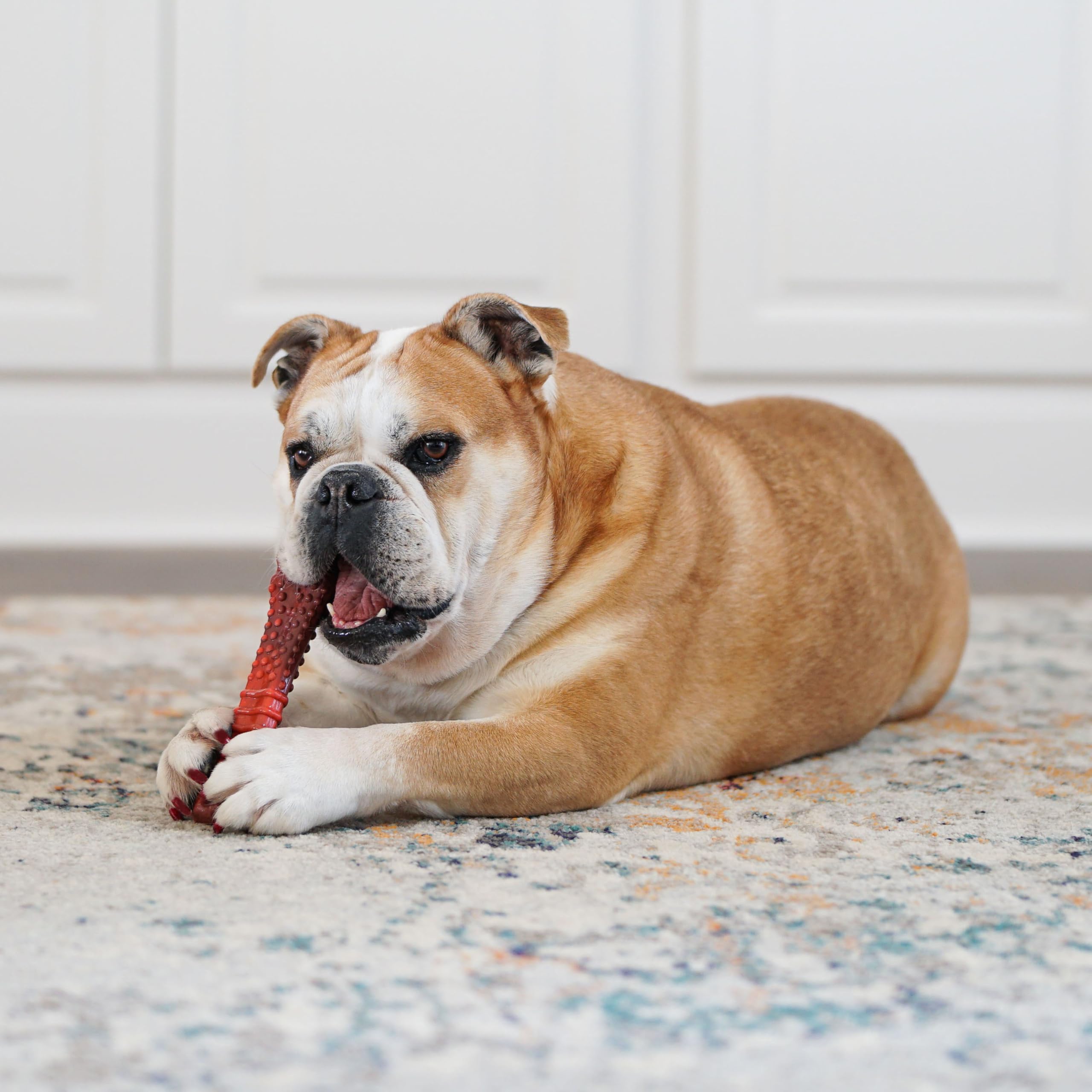 Nylabone Dimensiones 7.75 x 2.25 x 1 pulgadas para perros XXL.