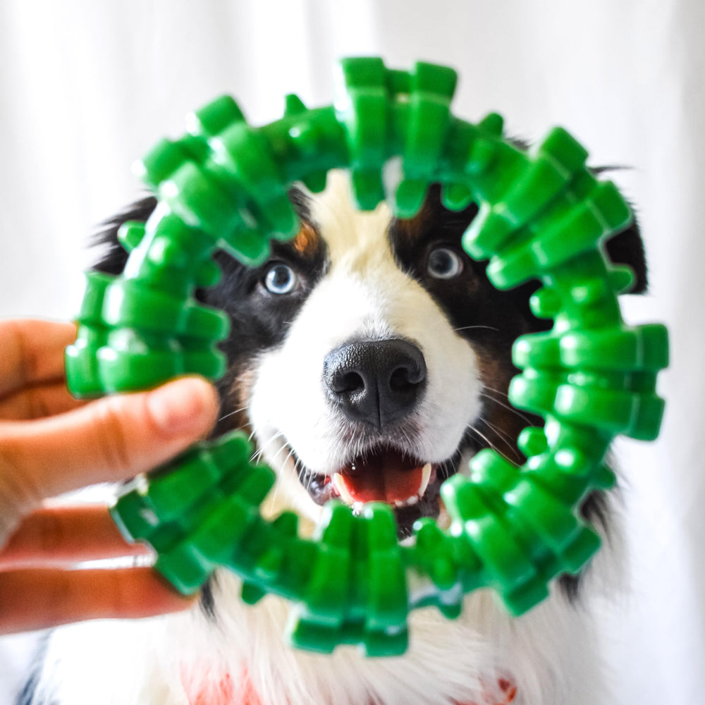 Nylabone festive-chew-season-holiday highlights enjoyable chewing.