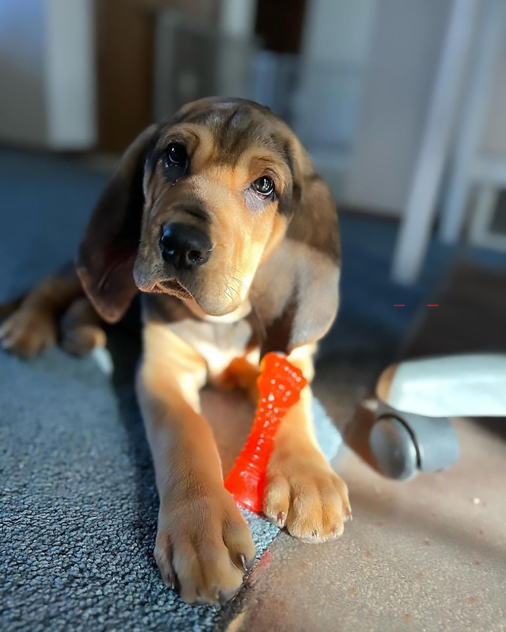 Nylabone Freezer Knuckle Bone displays orange color change when frozen for puppy play.
