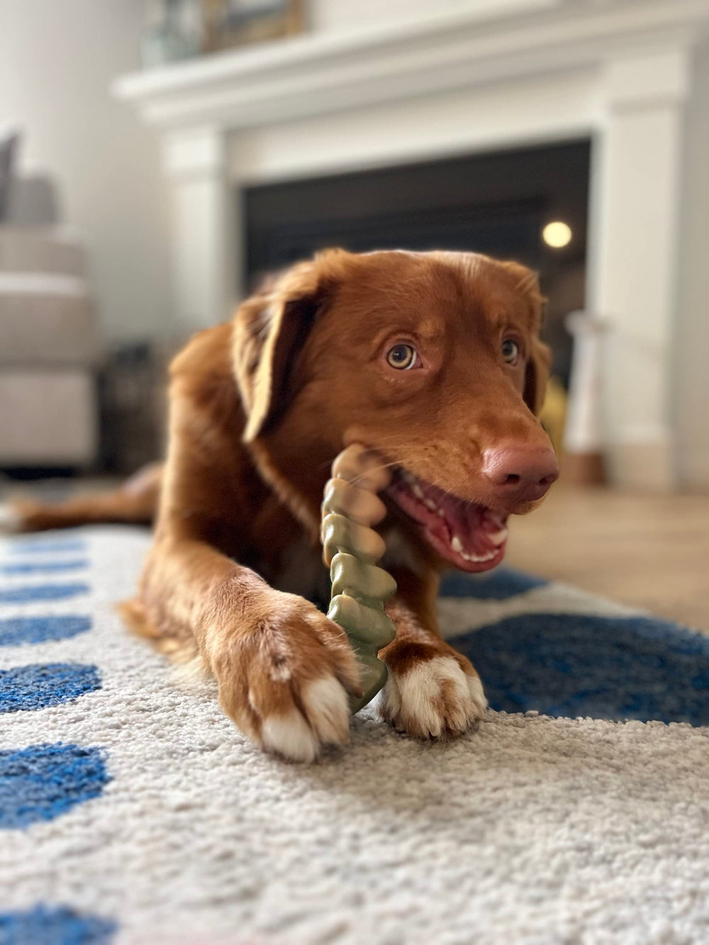 Nylabone Gator Tail Alternative uses durable material for long-lasting power chewing.