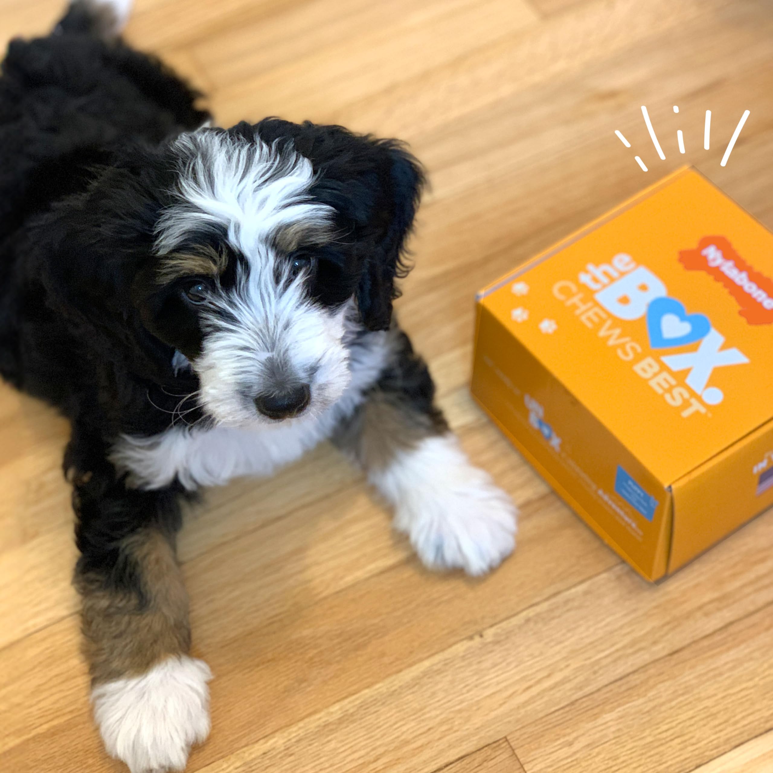 Nylabone Gourmet Flavor peanut butter chew toy for engaging play