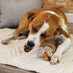Nylabone Gourmet Style Wishbone bacon flavor bits encourage engaging, long-lasting chews.