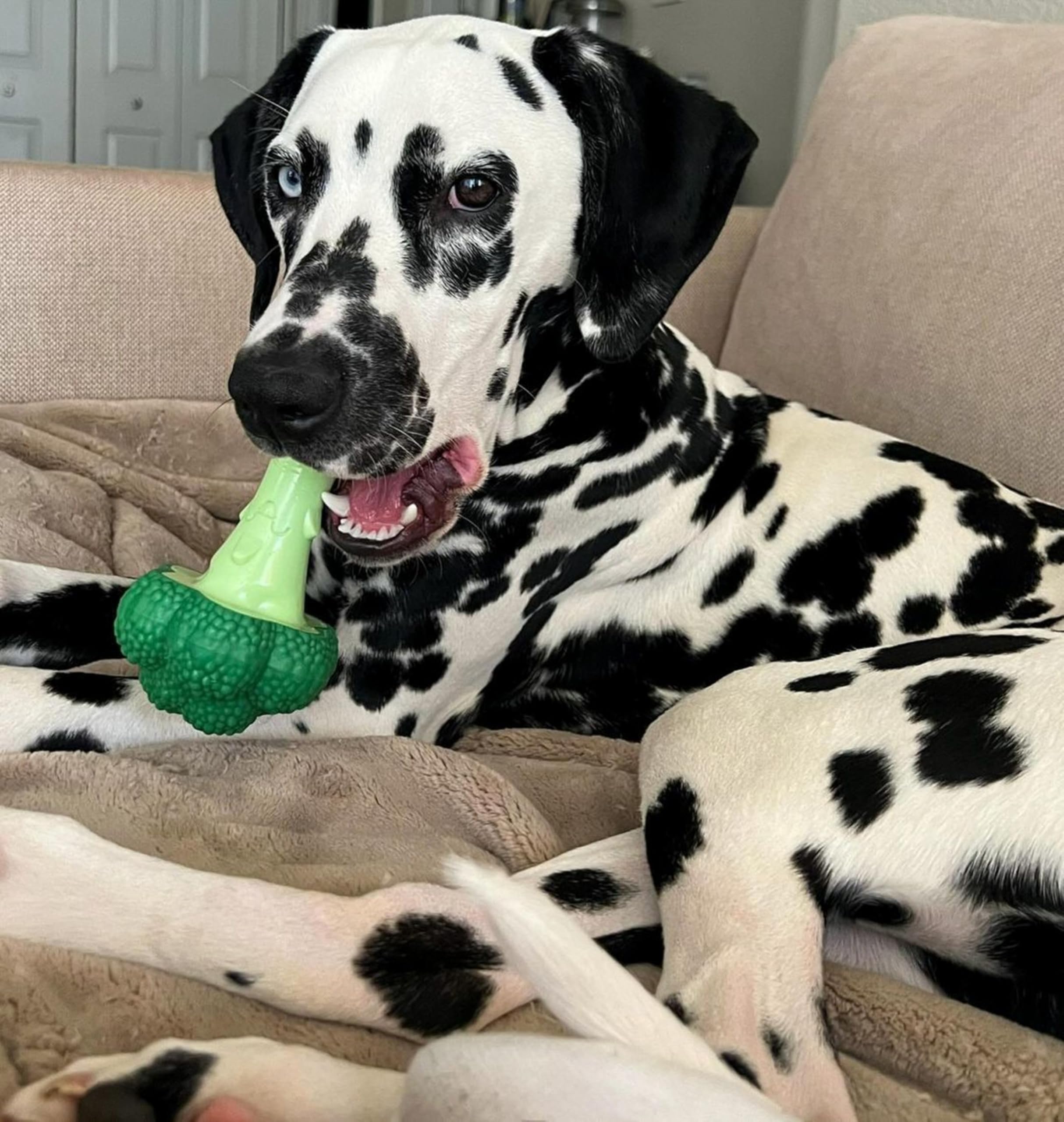 Nylabone grooves and nubs texture supports dental care during chewing