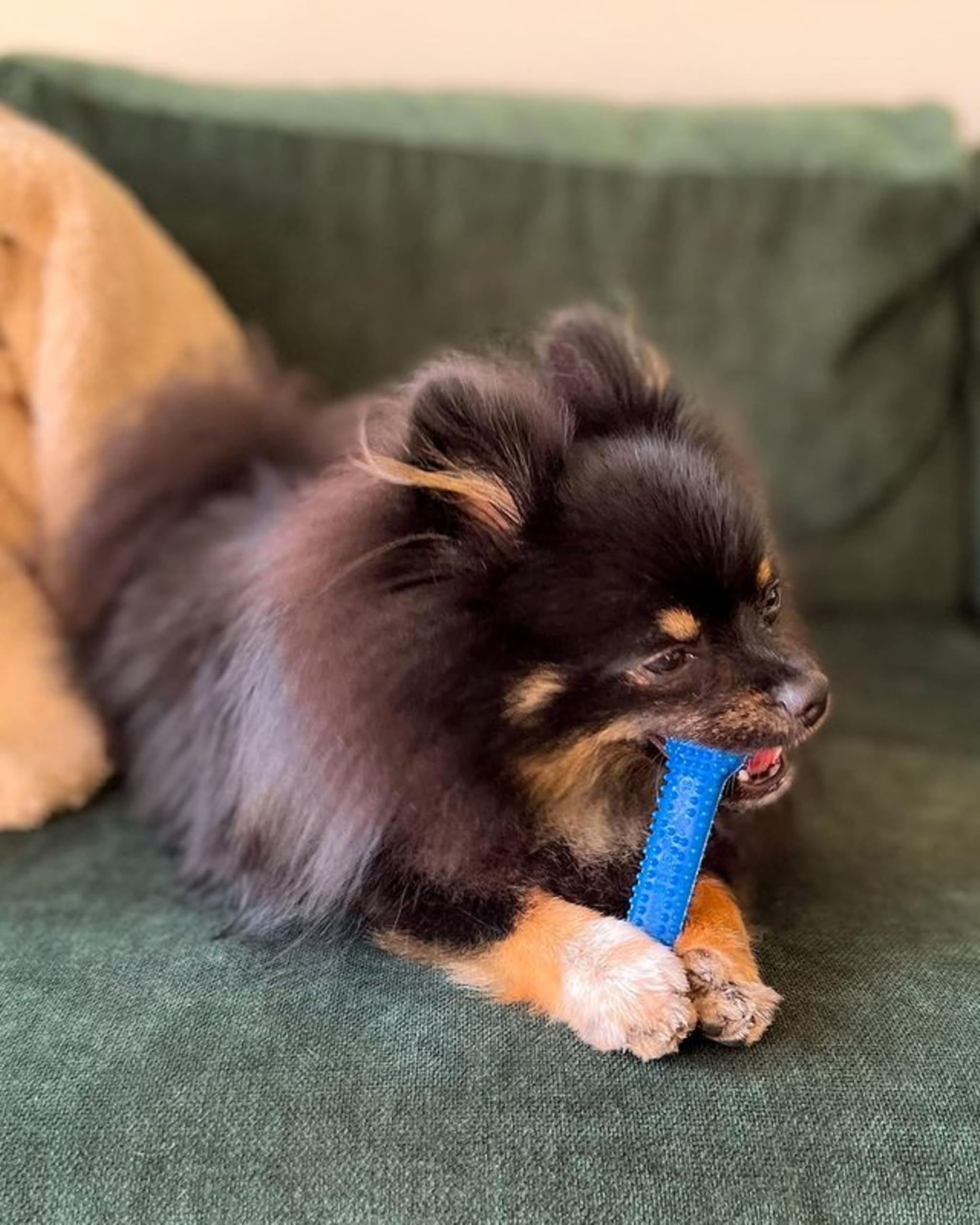 Nylabone Gumabone small dog chewing on toy demonstrates moderate chewing and engagement.