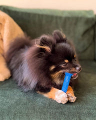 Nylabone Gumabone small dog chewing on toy demonstrates moderate chewing and engagement.