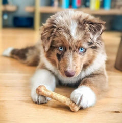 Nylabone Healthy Edibles roast beef chew closeup highlights long-lasting flavor appeal.